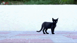 jessicreep:  motivatedslacker:  snoozingcat:  that cat looks like it’s tryin really hard to curse someone  &ldquo;Yeah, I’m walking in your path, buddy. You see me? I’m walking. WATCH OUT.&rdquo;   Cats are everything, forever.