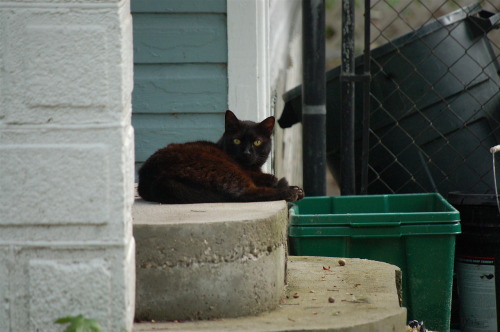 Black Kitty on MLK Jr