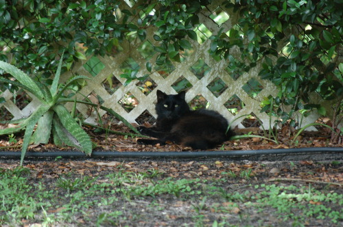 This is a newbie to Lincolnville Cats~ Purrrty Long Haired Black Cat on Washington Street