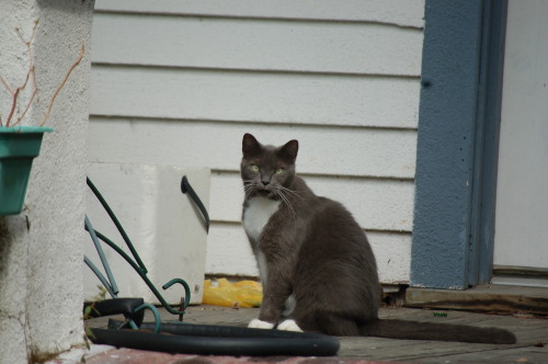 Is it just me…or is kitty sticking it’s tongue out at me? Washington Street