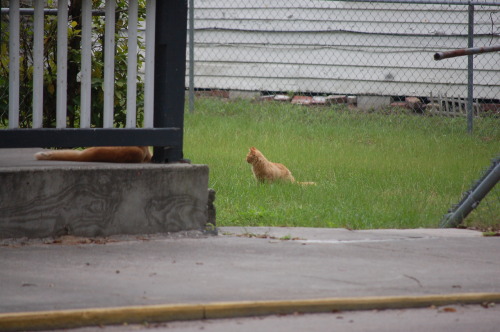 The Feral Orange Kitty Gang on MLK Jr… Cute but ‘fraidy cats! But that’s okay, th