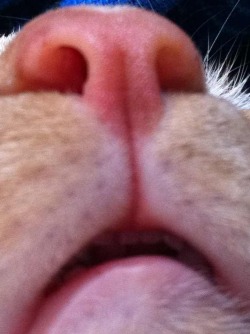 whoaaday:  strawberryfck:  “this is the result of my cat laying on my iPad and taking a picture of himself”  look at the top teeth