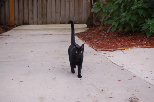 The cat I call &ldquo;jumpy&rdquo; cause he leaps to your hand to be petted. But obviously, 
