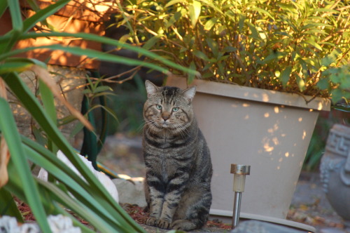 OH MY GOSH! I JUST WANNA SQUEEZE THOSE CHEEKS!  Handsomest Tom Ever, on Charlotte Street I know, tha