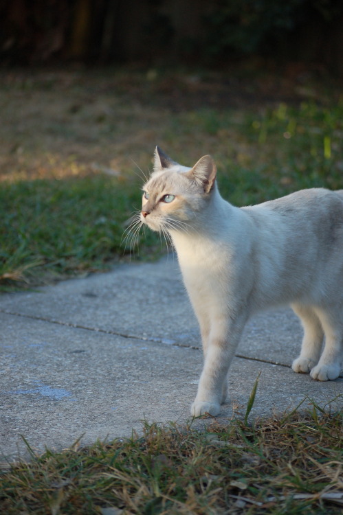 This girl is so angelic! I love taking her picture~ Oneida Street