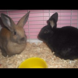 My Sister Is Allergic To These Dwarf Newborn Bunnies :( I&Amp;Rsquo;M Giving Them