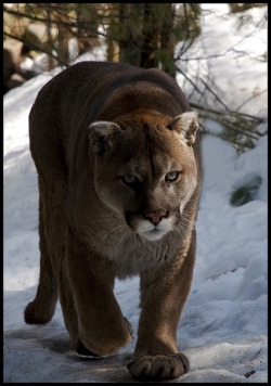 funnywildlife:  Cougar 2 by Jen St. Louis