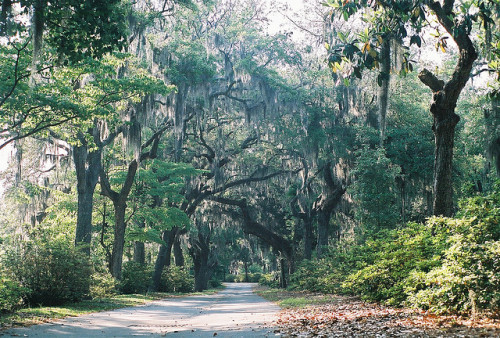 wtfcorey: weeping willows by lola smalls on Flickr.