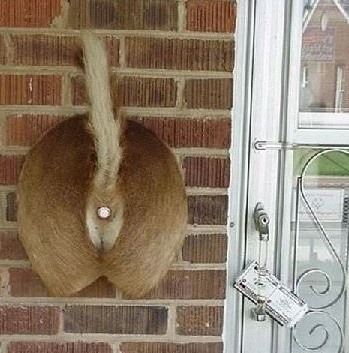 Porn Pics WTF … a deer butt doorbell?! Okay,