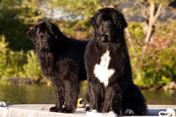 Newfoundland dog.