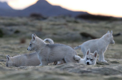 Siberian Huskies.