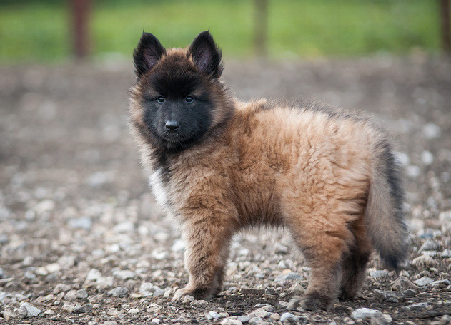 Belgian Tervuren