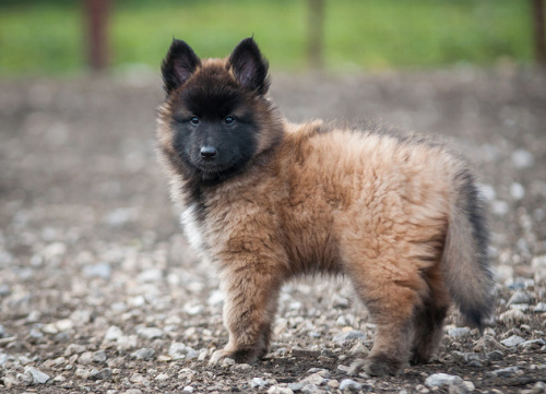 Porn photo Belgian Tervuren