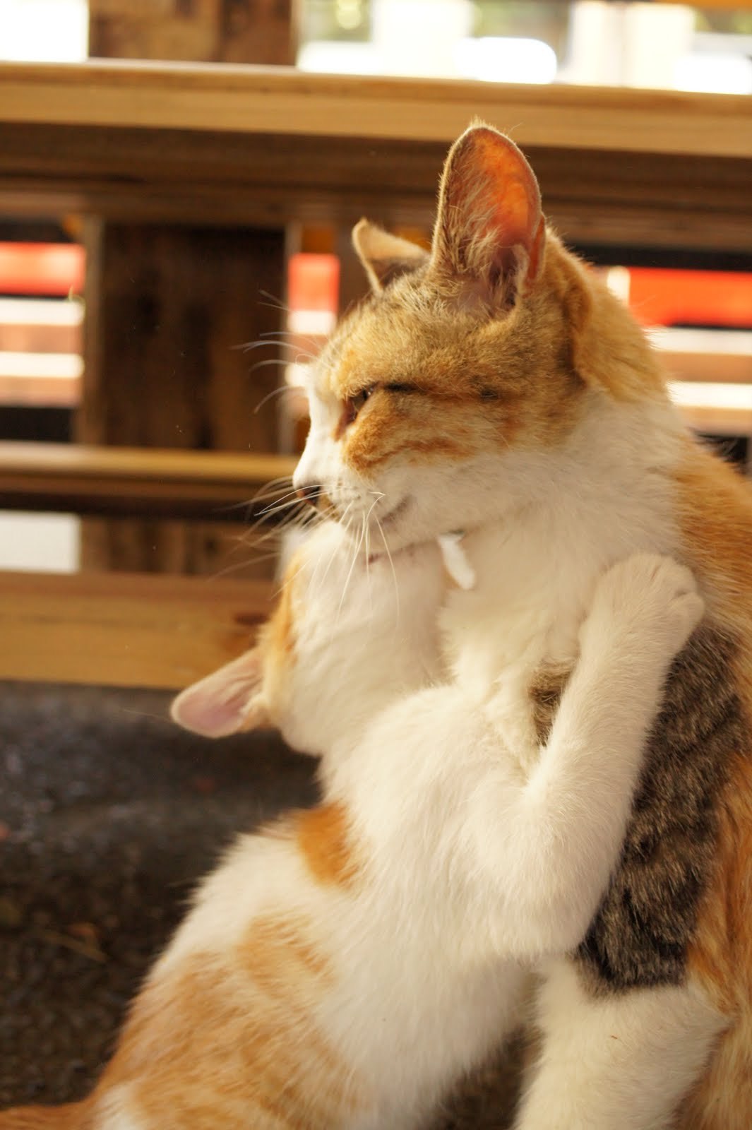 Kittyland