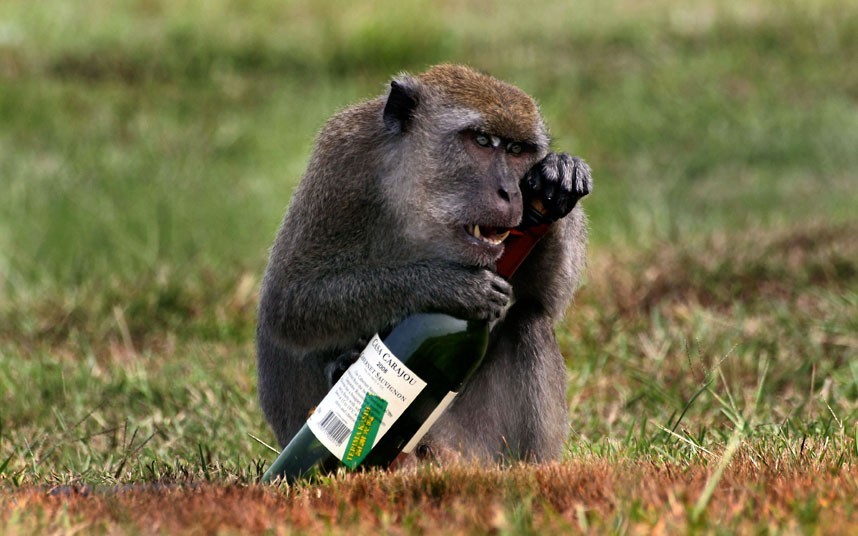 animalstalkinginallcaps:  LOOK AT YOU. SO SAD ALL THE TIME. ALWAYS FRETTING. IT BREAKS