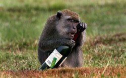 animalstalkinginallcaps:  LOOK AT YOU. SO SAD ALL THE TIME. ALWAYS FRETTING. IT BREAKS MY HEART. YOU KNOW WHAT YOU NEED? SOME SMILE JUICE. A NICE TALL GLASS OR TWO OF SMILE JUICE. IT’S MADE FROM THE JOYOUS TEARS OF THE HAPPIEST GRAPES IN THE WORLD.