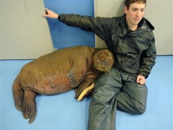 deplorableword:  What it’s like to snuggle with a baby walrus? “Snuggling with a baby walrus feels like being pinned under a warm, very chubby person who is wearing a damp velour jumpsuit that smells faintly, almost pleasantly, like low tide” 