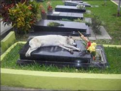 fecamental:  Durante los últimos 6 años, un perro llamado Capitán ha dormido junto a la tumba de su dueño cada noche a las 9. Su dueño, Miguel Guzmán murió en 2006. Capitán, el perro, desapareció mientras la familia asistió a los servicios del