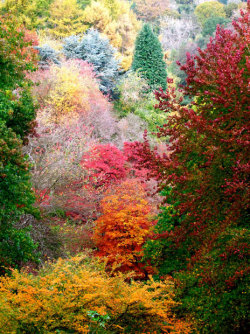 magicalnaturetour:  A riot of colour at Winkworth