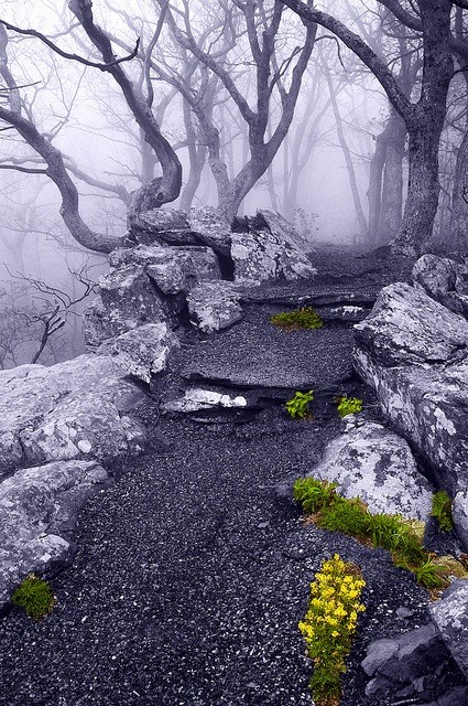 bluepueblo:  Into the Mystic, Appalachian Trail, Virginia photo via elysium 