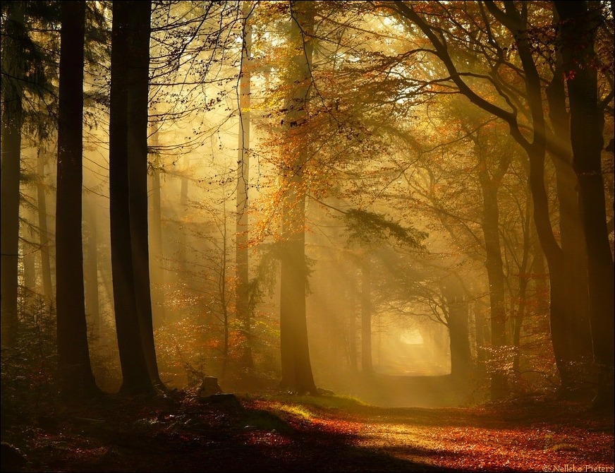 wonderous-world:  One By One by  Nelleke   //  // ]]>