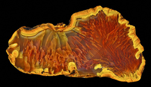 Cornflake Sumatran Agate by Captain Tenneal on Flickr.