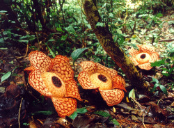 chasinglinnaeus:  Rafflesia arnoldii 