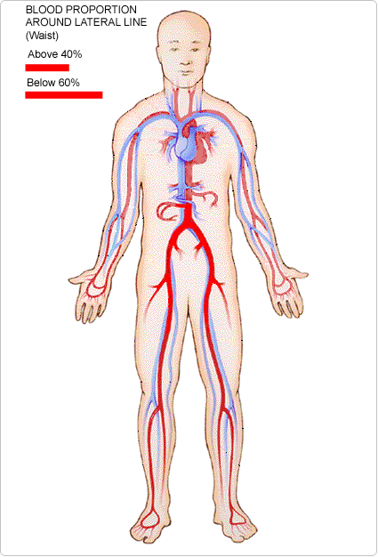 Disproportionate Transverse Hemoglobin Displacement (DTHD) 