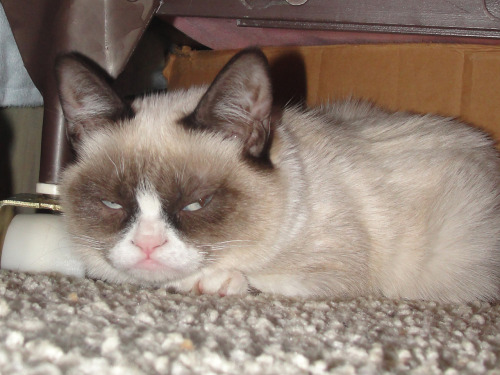 Porn photo tardthegrumpycat:  Sleeping under the bed