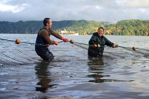 On Hood Canal, members of the Native American Skokomish (&ldquo;big river people&rdquo;) tribe pull 