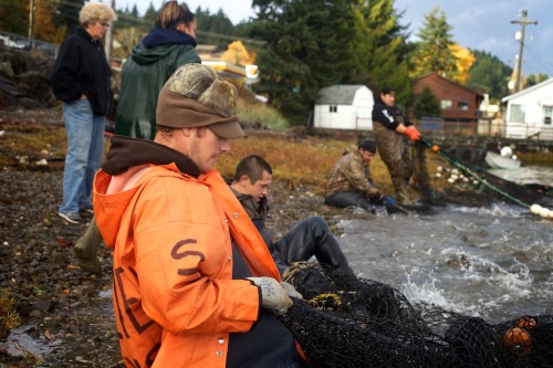 On Hood Canal, members of the Native American Skokomish (&ldquo;big river people&rdquo;) tribe pull 