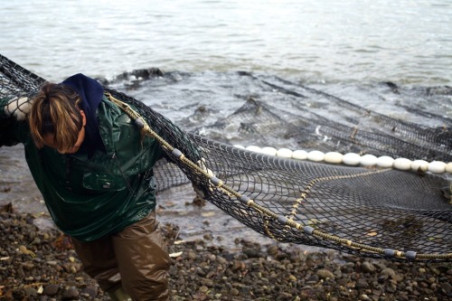 On Hood Canal, members of the Native American Skokomish (&ldquo;big river people&rdquo;) tribe pull 