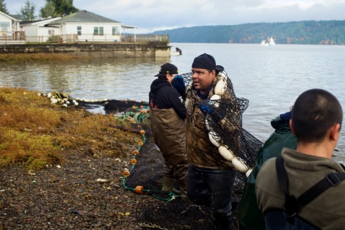 On Hood Canal, members of the Native American Skokomish (&ldquo;big river people&rdquo;) tribe pull 