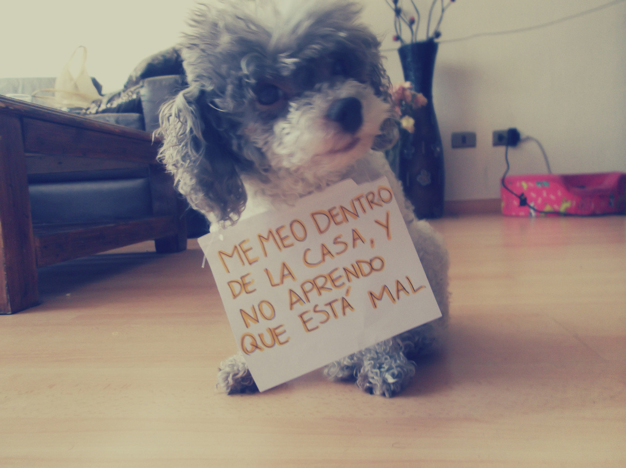 withniall:  everyday-is-a-sec0nd-ch4nce:  eoiwj holi, mi hermano le puso el cartel