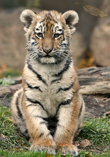 phototoartguy:  I sit right way? - B. Lohse 