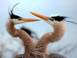 Great Blue Herons ~ mating display