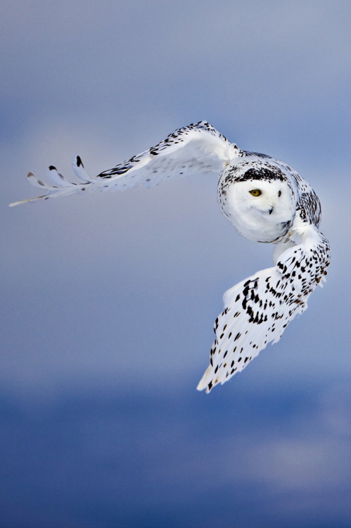 farahhhh:r2—d2:Snowy Owl
