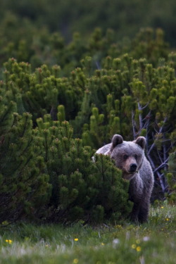 r2–d2:  Wild Bear 