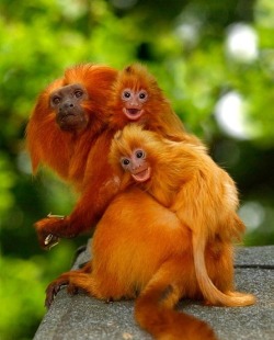 worldlyanimals:  Golden Lion Tamarins (Chris