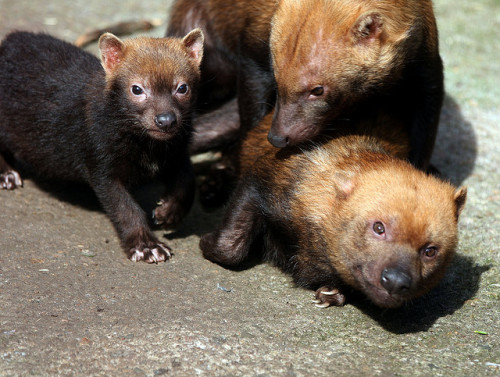 worldlyanimals:Bush Dogs (dfg photography)