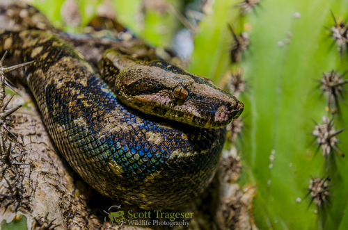 beasts-of-prey: Boa Constrictor (Boa constrictor) by NatureStills on Flickr.