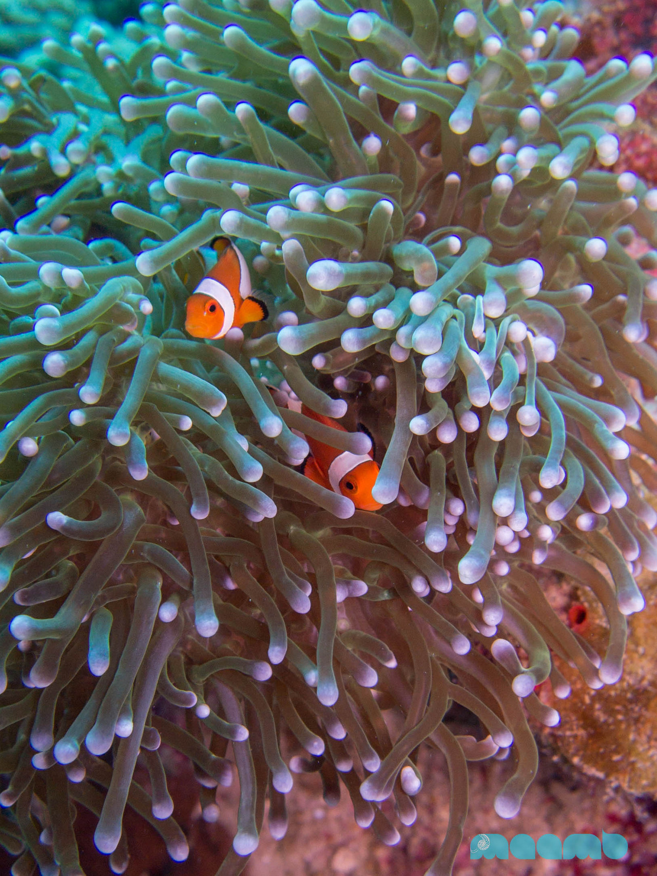 Peek-a-boo | False Clownfish (Amphiprion ocellaris) by Samantha Craven
That’s right. Nemo’s a fake clownfish. And his Papa would actually be his Mama. But you guys probably knew that already!
EDIT: Eduardo makes a good point. *replace Mama with...