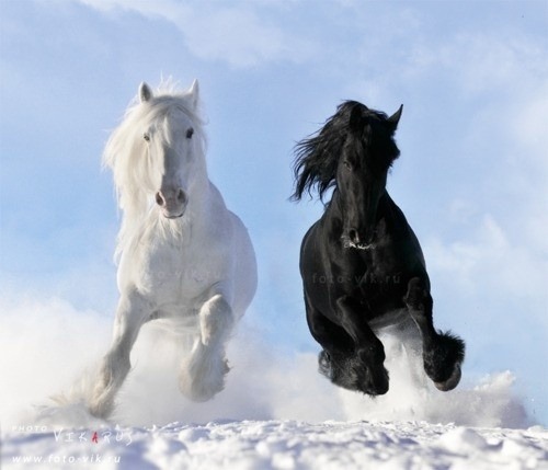 White Shire and Black Friesian stallions adult photos