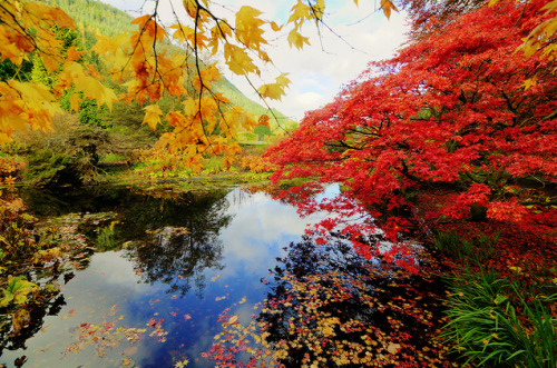 beautiful-scotland: Autumn Colour at Benmore » by duncanreddish