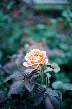 hatesful:  millionen:  薔薇 Rose (by yasu19_67)