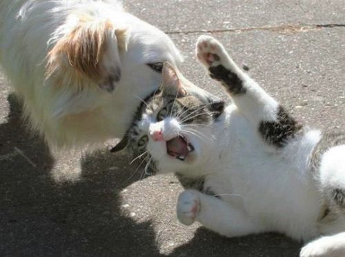 ak47: 犬と猫の奇妙な関係写真いろいろ : カラパイア