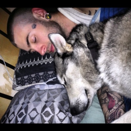 My #cuddles for the night! #boston #malamute porn pictures