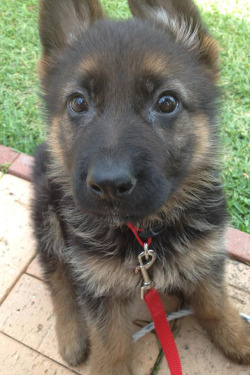 I Love German Shepherds!