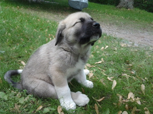 Meditating puppy.