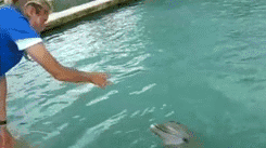 janecrocker:  mochisprite:  littlekipepeo:  jinseimajo:  beeevaa:  gifarium:  Animals Playing Dead  THE DOLPHIN    Can we appreciate on how dramatic hamsters can be?  i am dolphin  THE HAMSTERS 